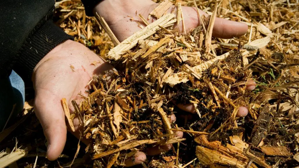 Hands carrying plenty of mulch