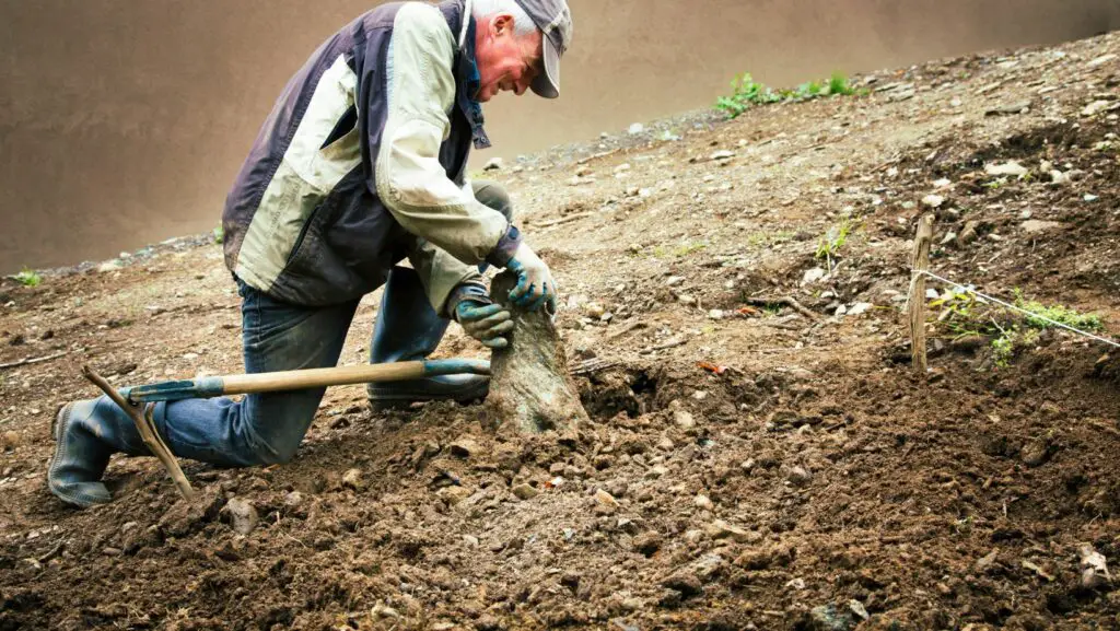 Old man removing stones from his garden with a rake