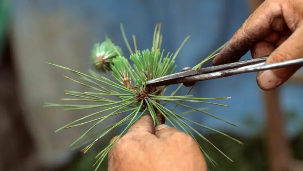A hand is holding a pine tree branch being pruned