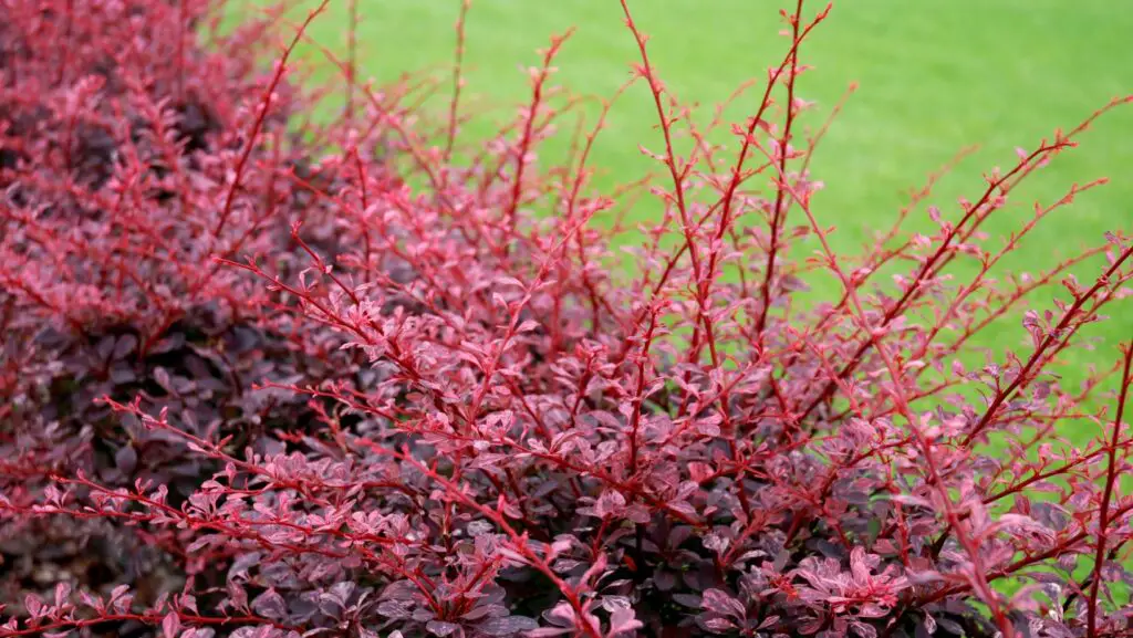  Purple Berberis plant