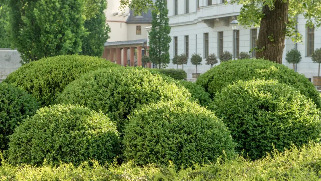 Rounded Boxwood shrubs in a garden