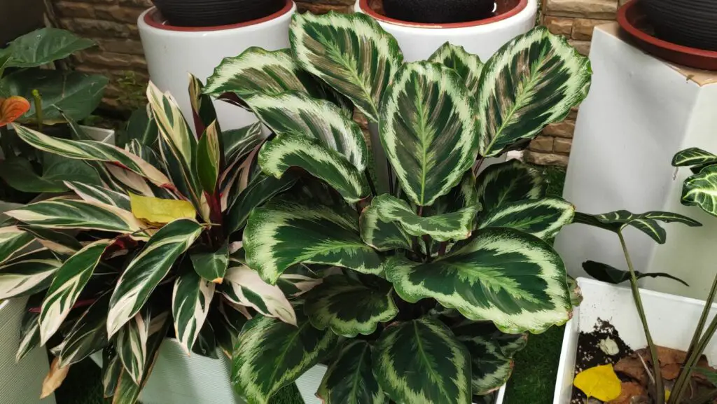 Calathea plants in a home garden