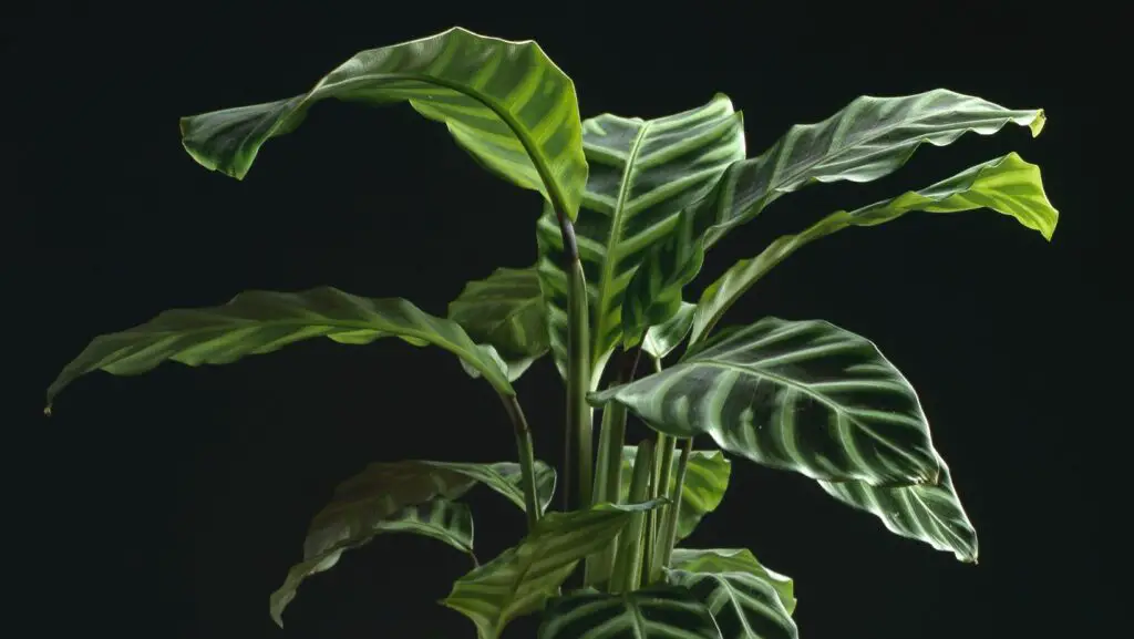 Calathea leaves curling up