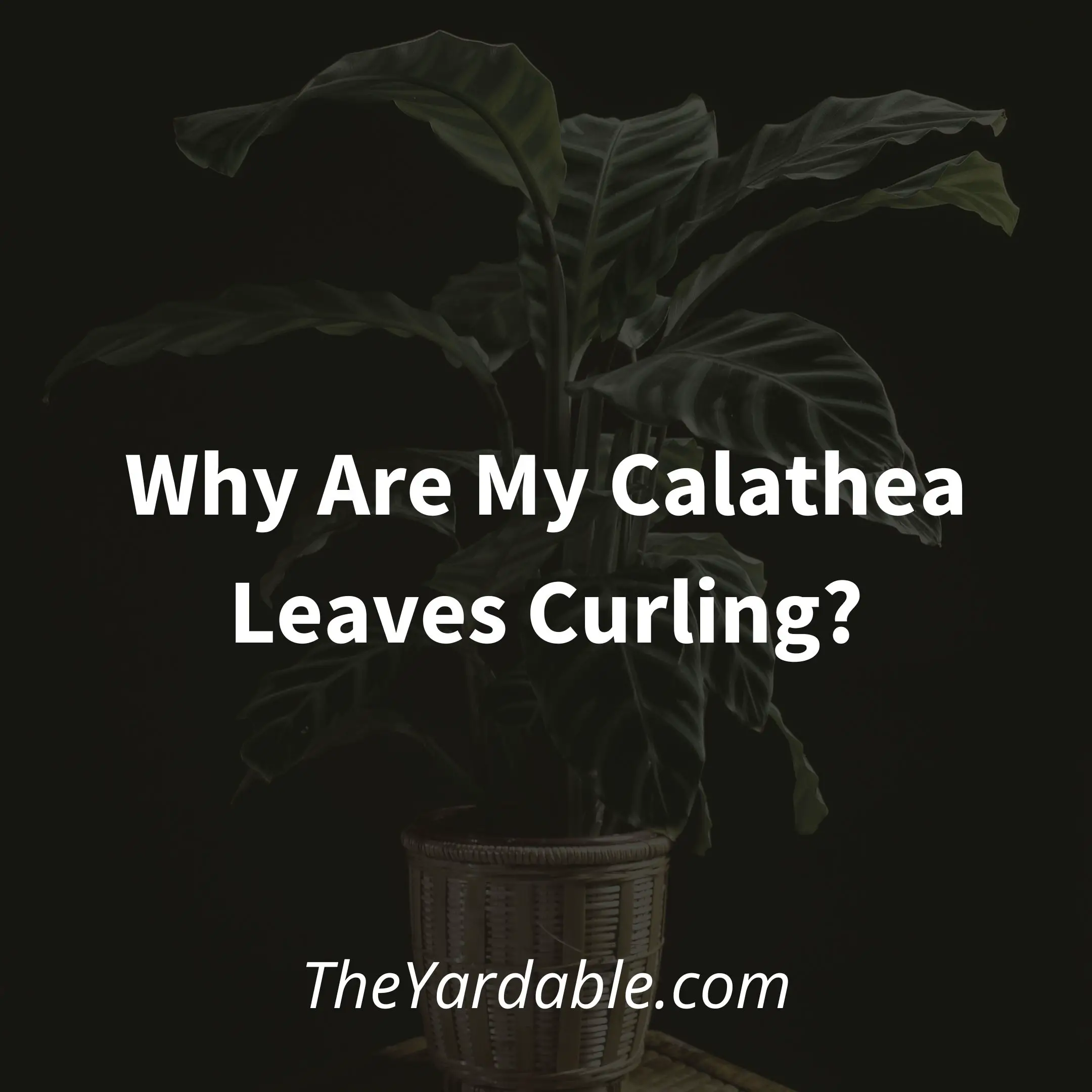 Why Are My Calathea Leaves Curling? – How To Fix & Prevent It