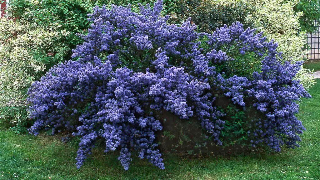 A blooming california lilac shrub