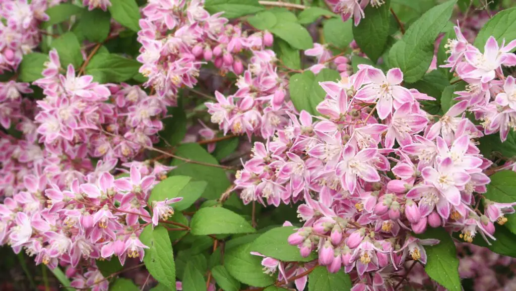 Deutzia shrub with pink flowers