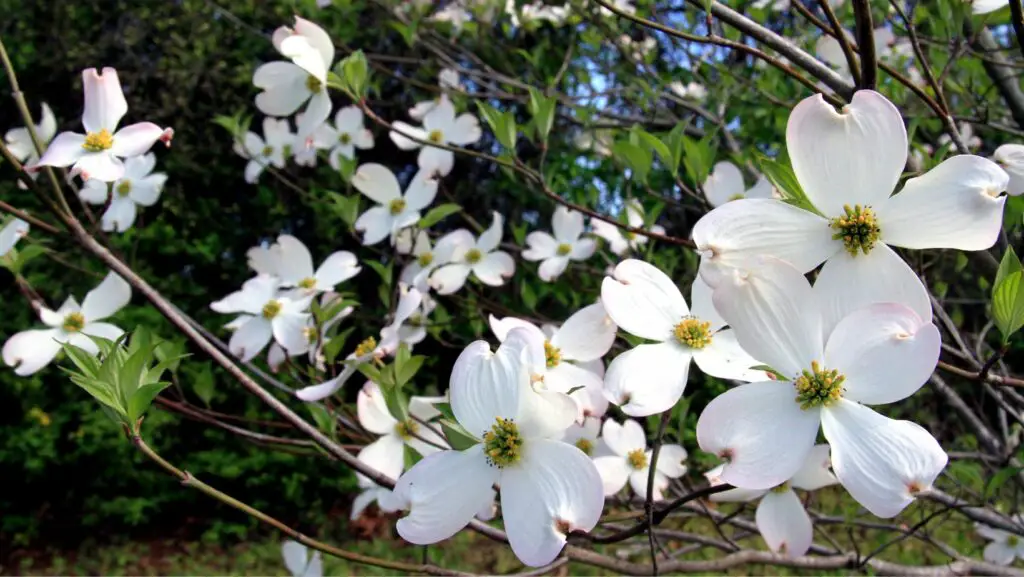 Dogwood white flowers