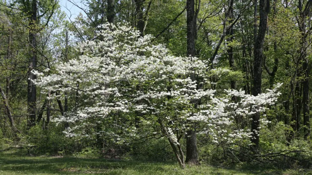 Dogwood shrub with white flowers
