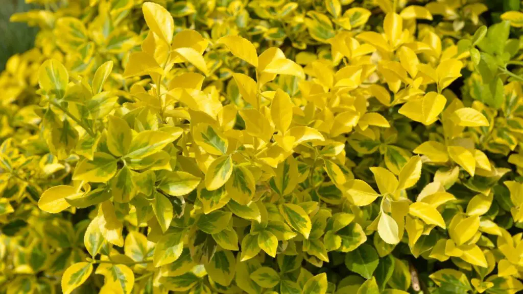 Euonymus plant with yellow leaves