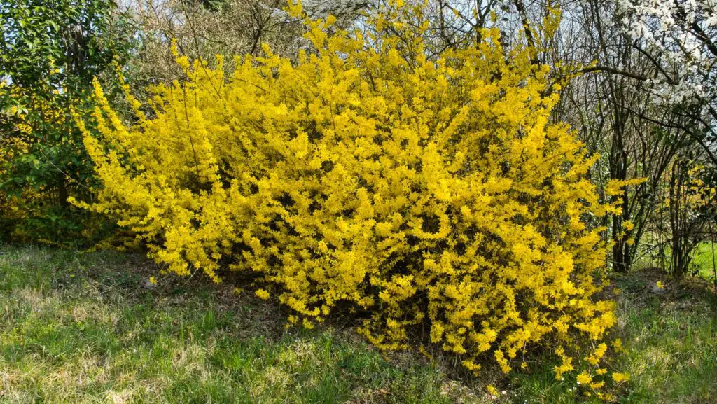 A forsythia shrub in a garden