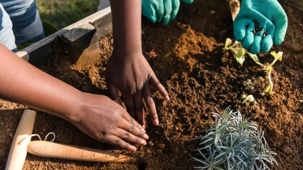 Hands planting seeds in a gardening bed
