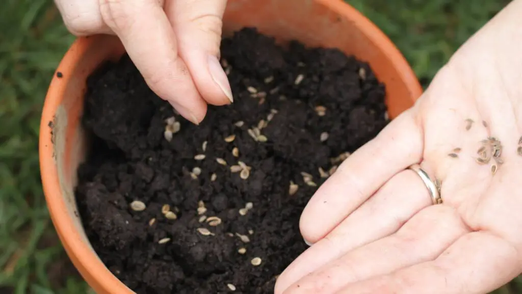 hands scattering seeds in a pot