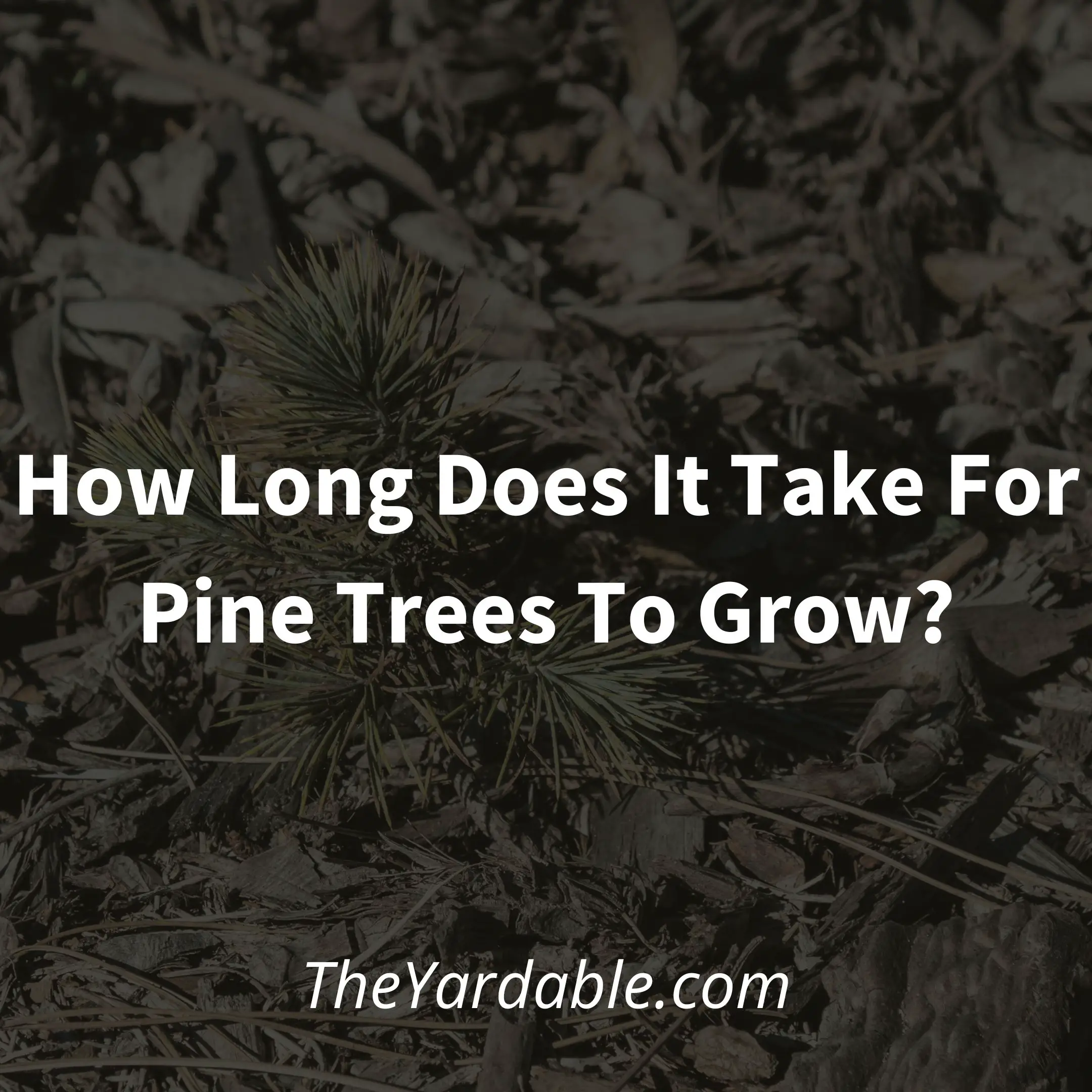 How Long Does It Take For Pine Trees To Grow