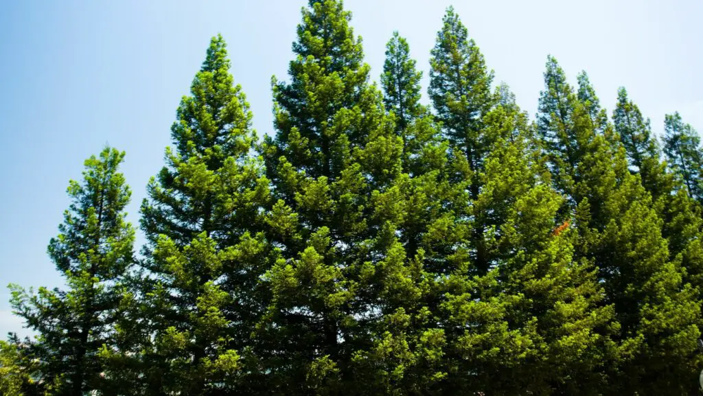Low angle view of large and green pine trees