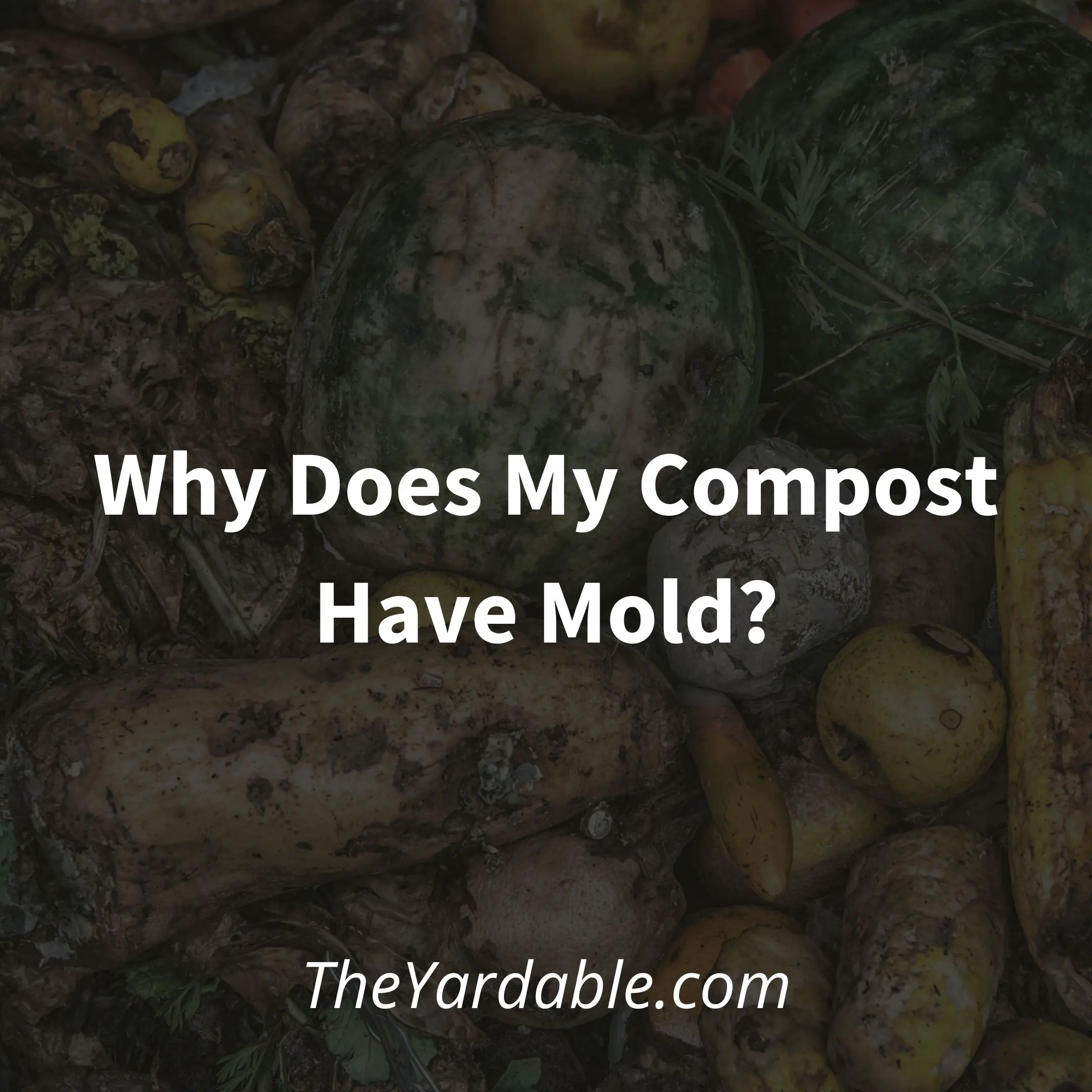 Why Does My Compost Have Mold?