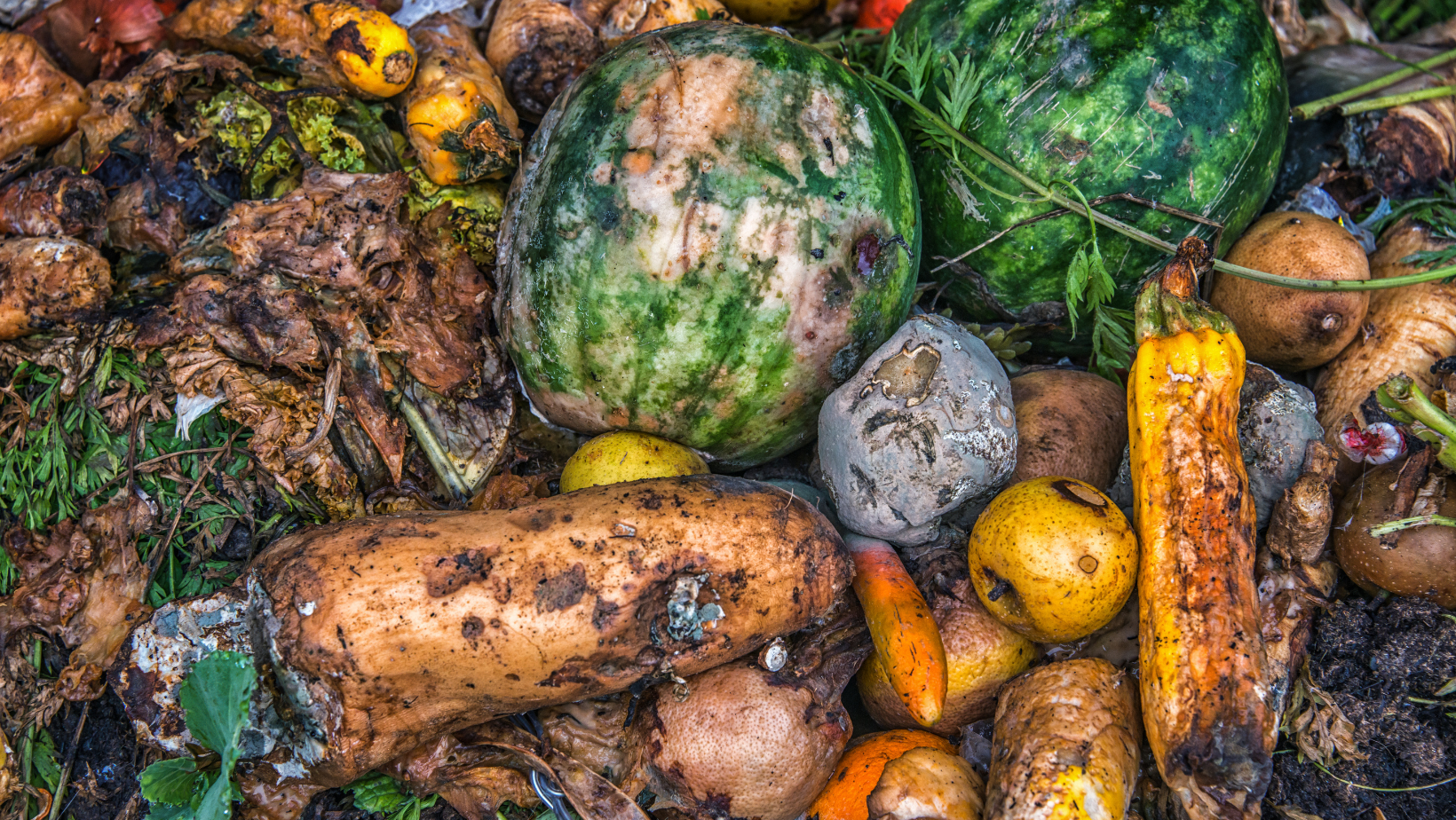 Why Does My Compost Have Mold? Theyardable