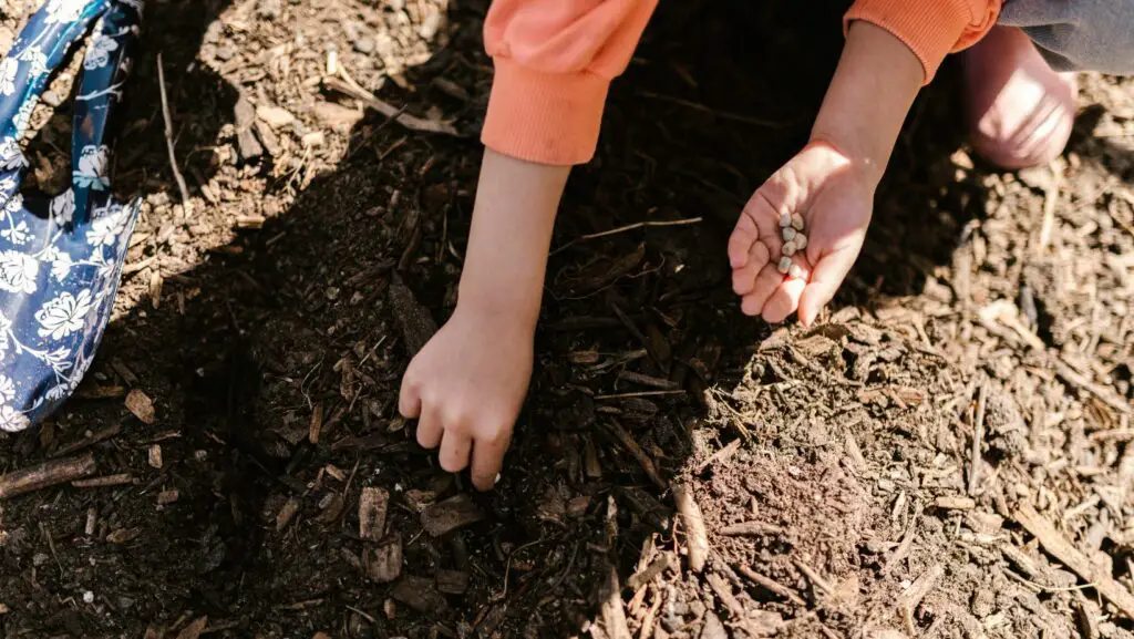 Planting seeds in garden soil