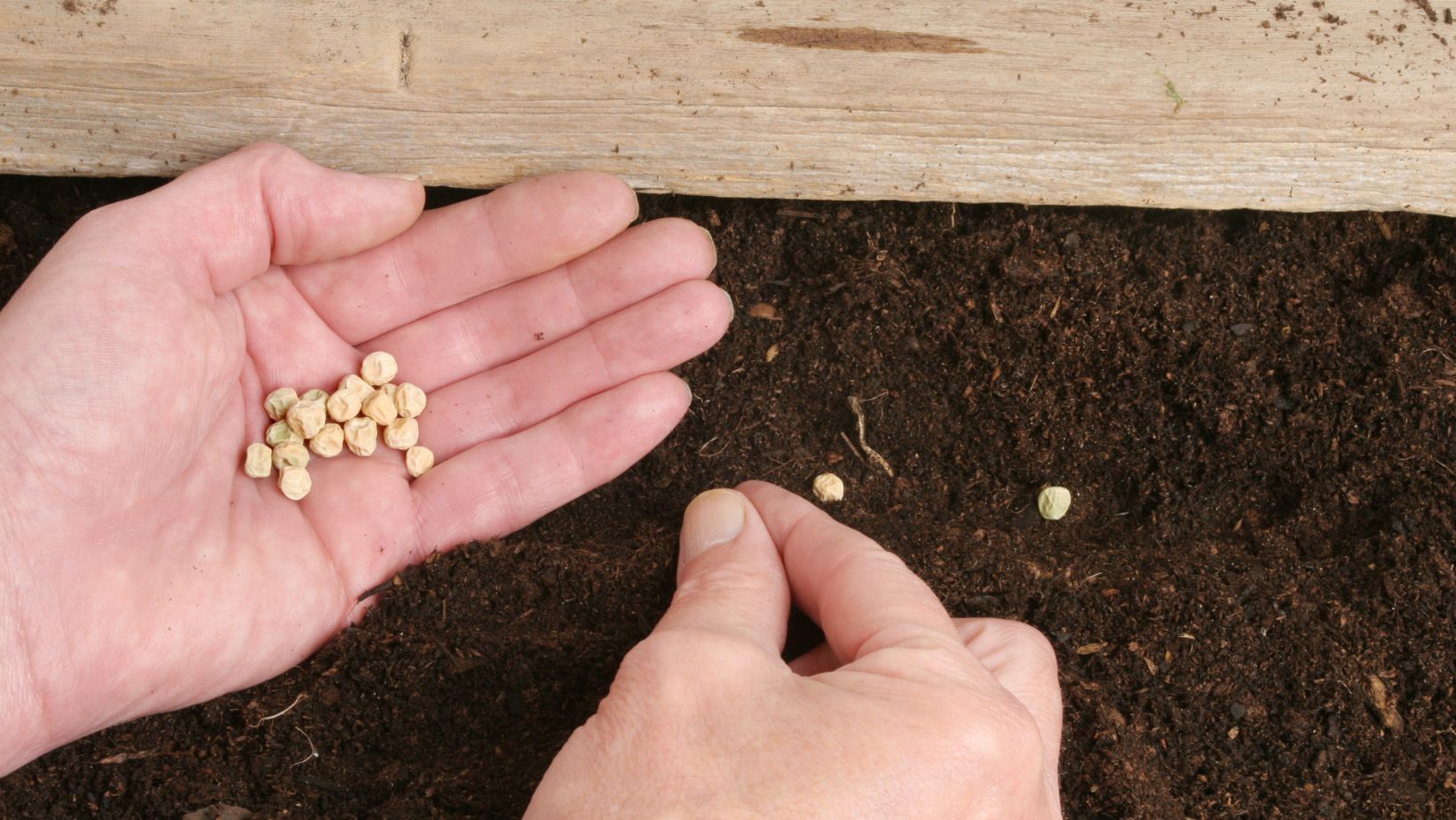 How Many Seeds Do You Need To Grow A Plant (Per Hole, Per Cell, or Pot
