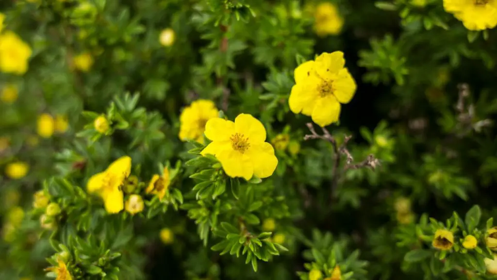 Potentilla yellow flowers