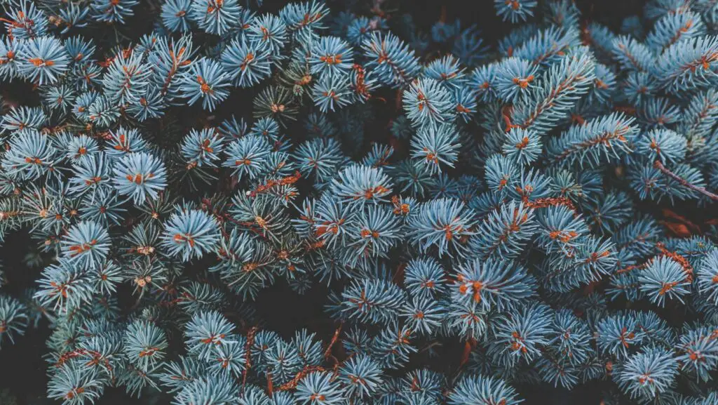 Zoom in on bluish pine needles