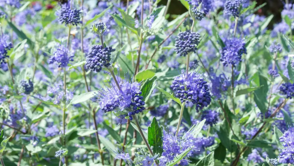 Caryopteris clandonensis purple and blue flowers