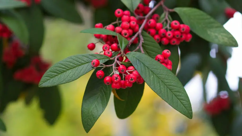 Cotoneaster fruits