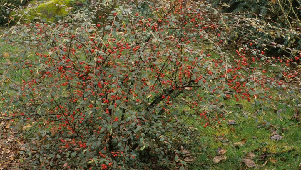 Cotoneaster shrub with red fruits