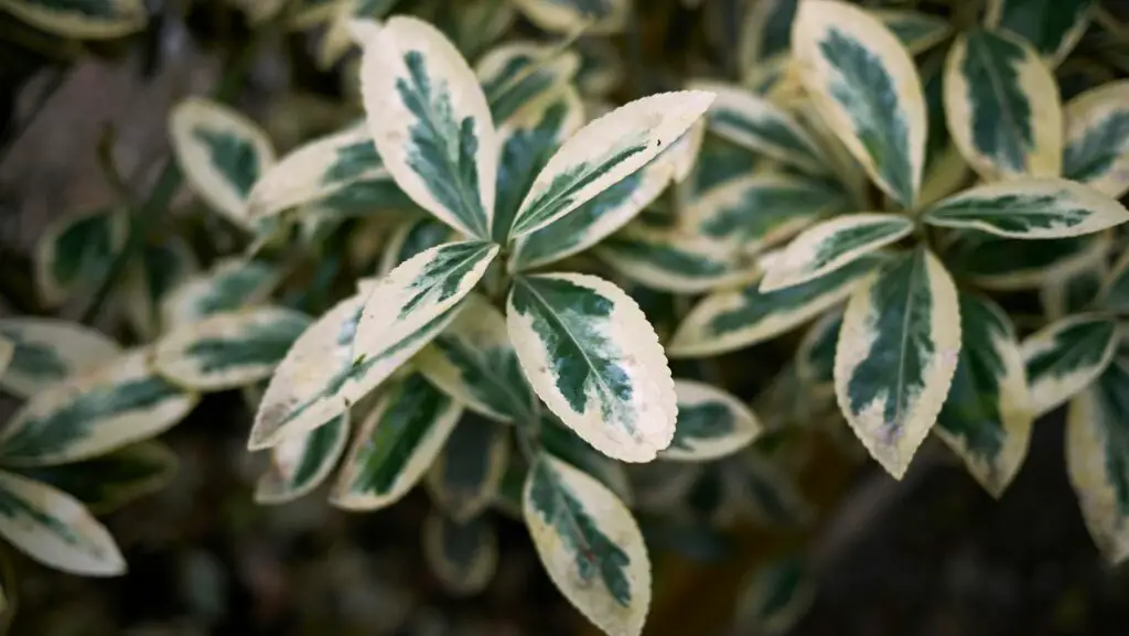 Euonymus leaves