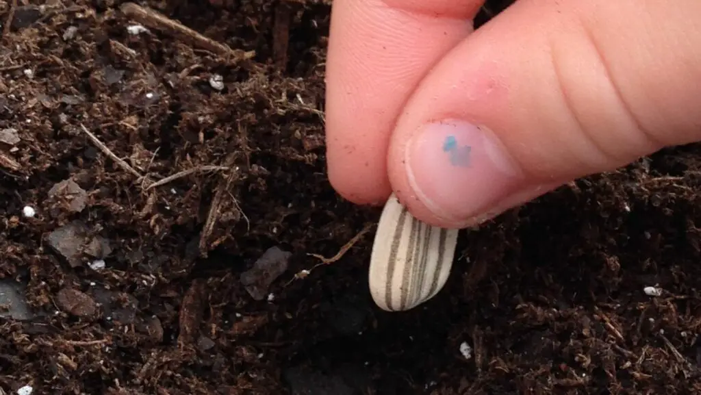 Fingers holding a seed above a hole in the soil