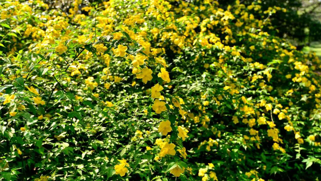 Japanese kerria shrub