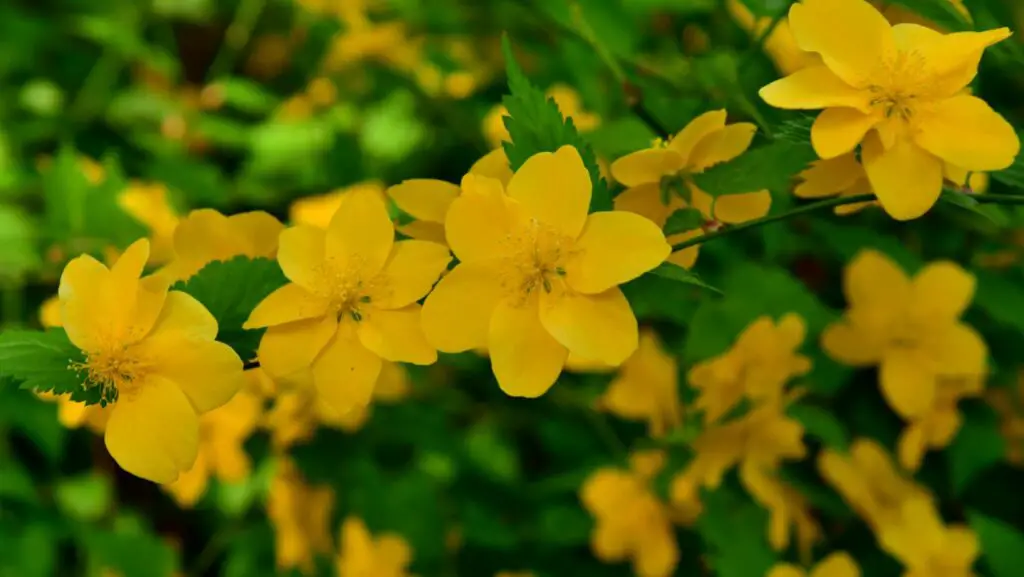 Kerria japonica yellow flowers