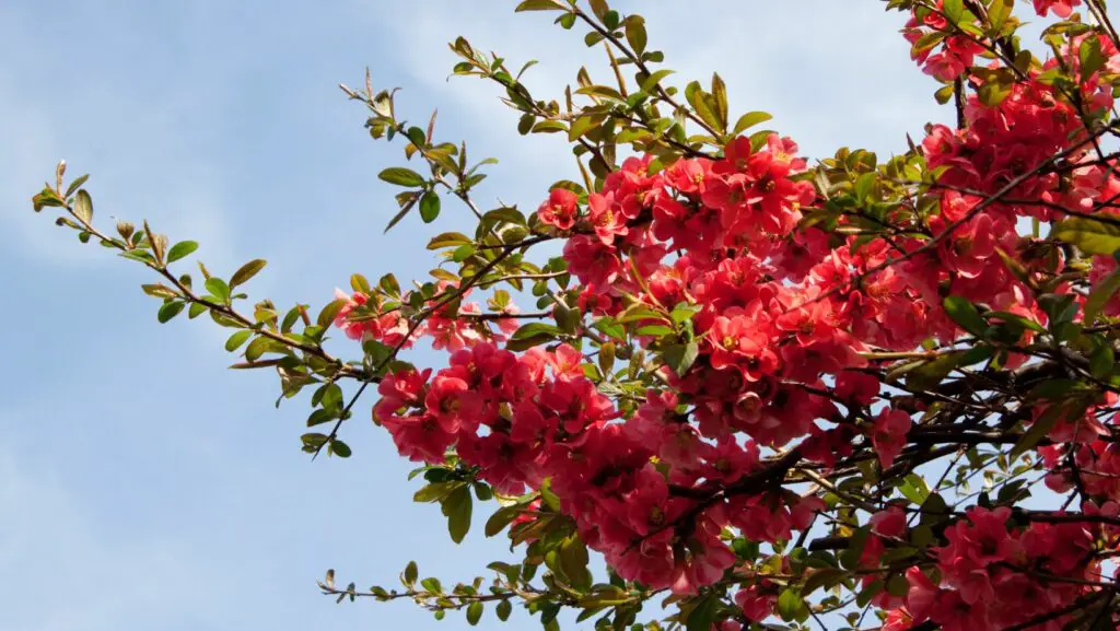 Japanese quince with red flowers