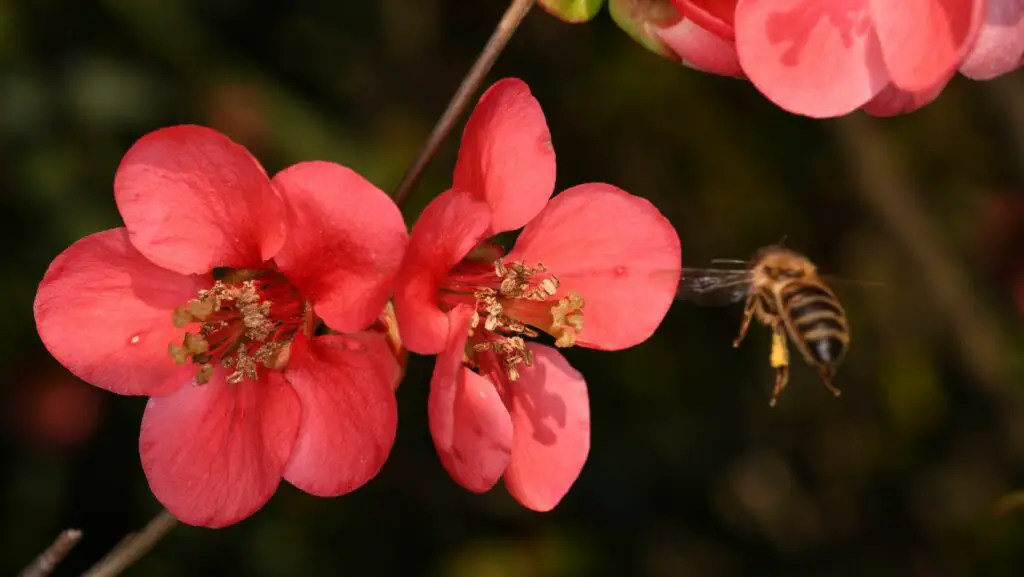 Japanese quince red flowers with a bee flying around