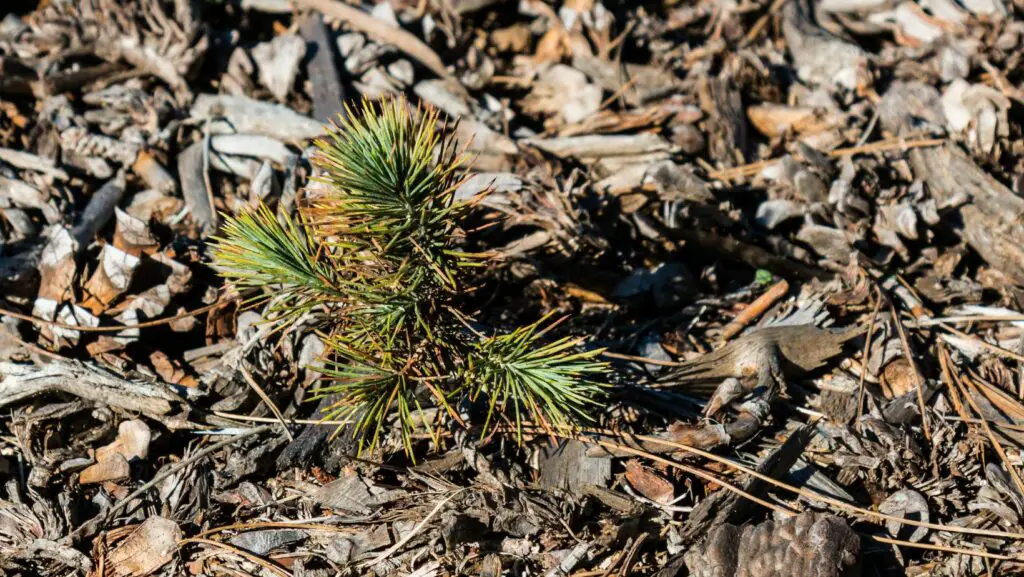 Pine tree sapling