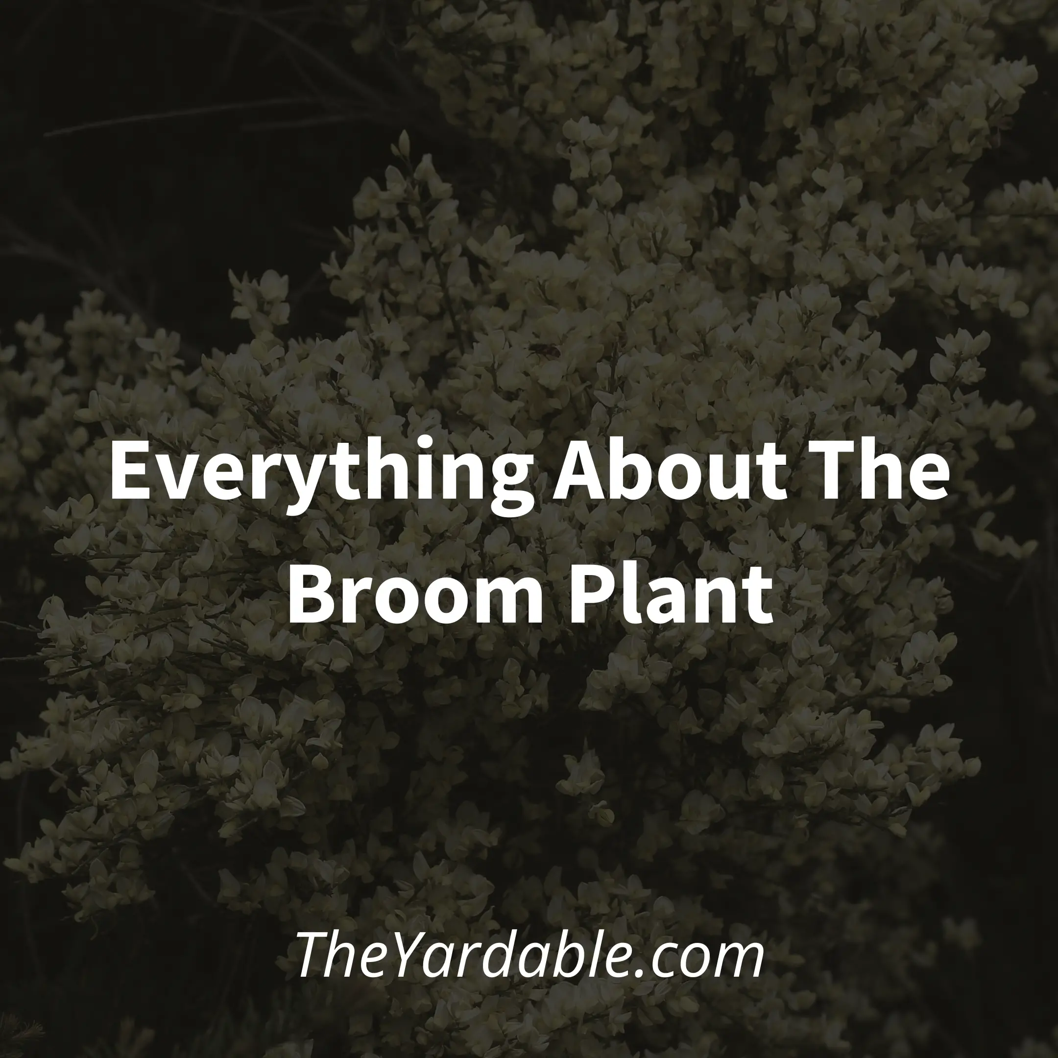 Broom Plant: Everything About the Broom Shrub
