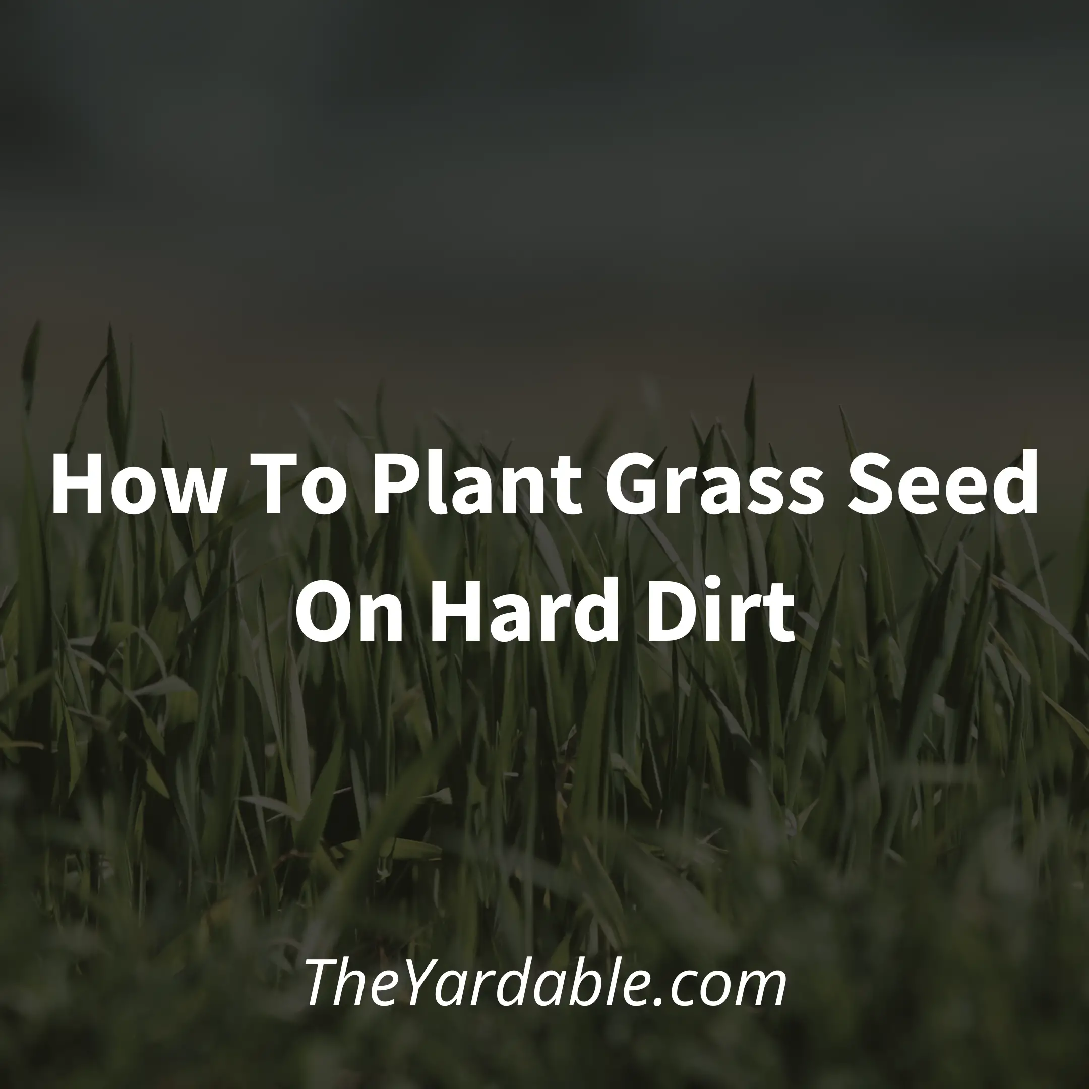 How to Plant Grass Seed on Hard Dirt – Simple Guide