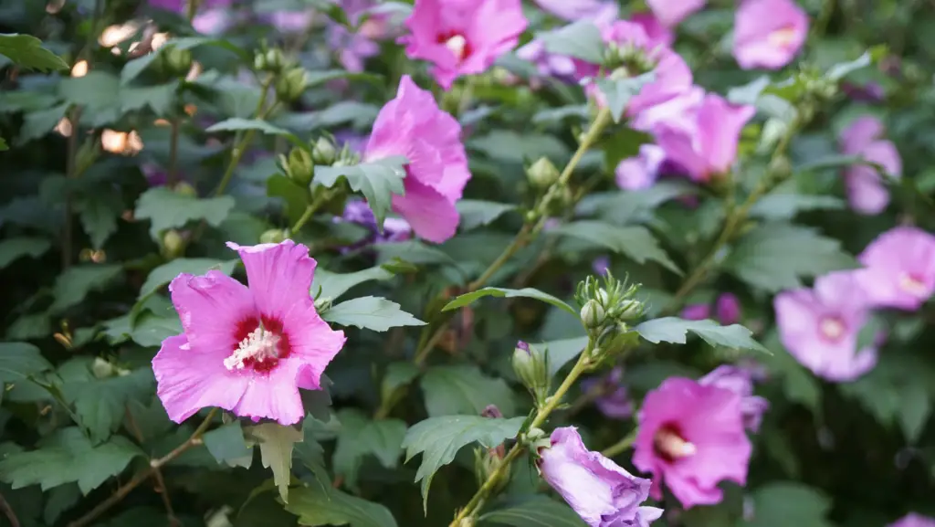 Close up view of the flowers of an althea plant