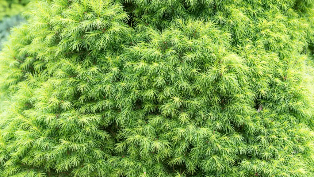 close up view of a 
young Birdsnest spruce 
