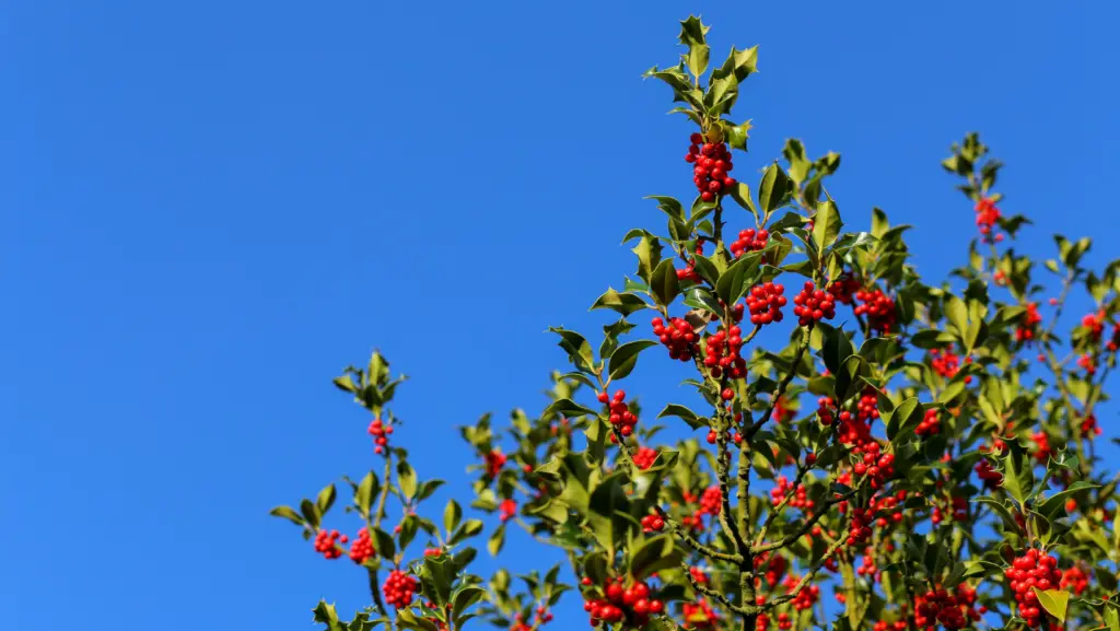 Common holly bush with red fruits