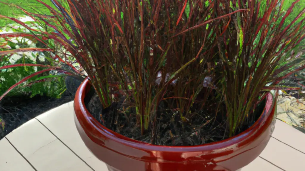 Close up view of a curly top sedge planted in a red pot