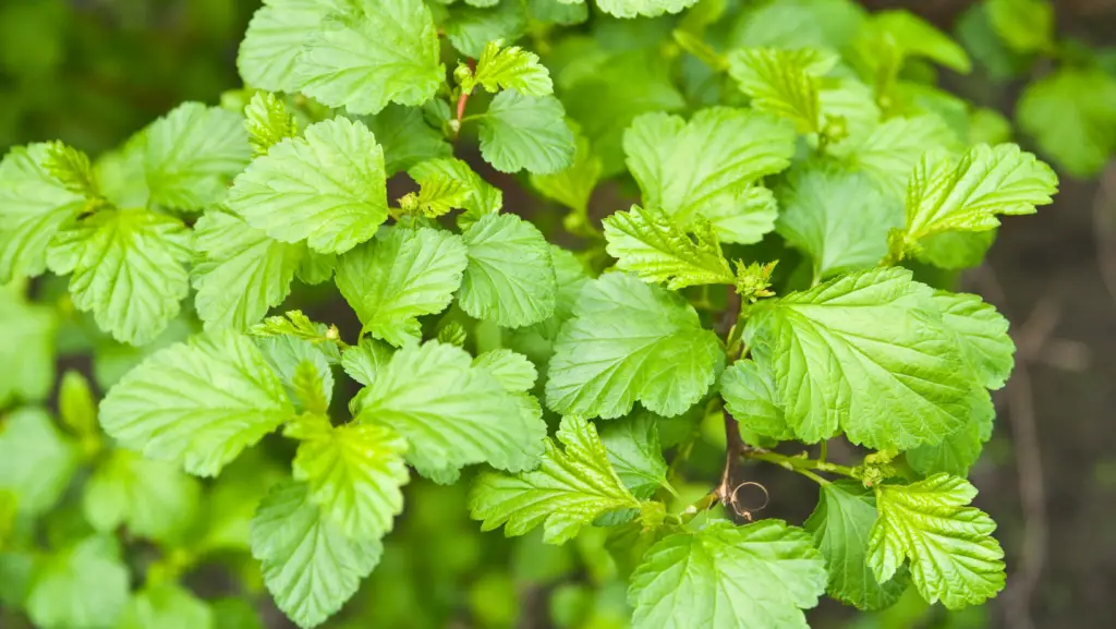 closeup view of flowering currant bush leaves