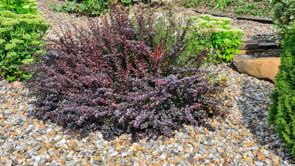 Small purple berberis bush