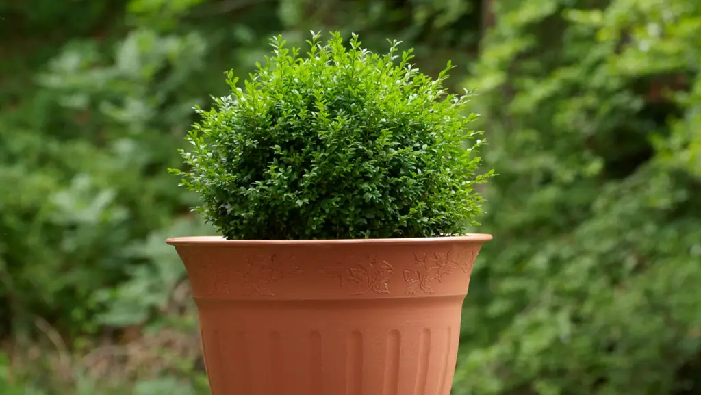 Potted dwarf boxwood with a garden in the background