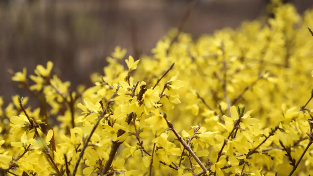 Close-up view of a dwarf forsythia and its flowers