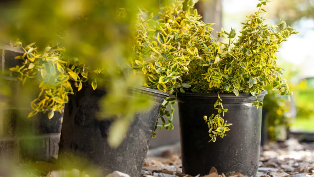 Potted euonymus ready to get planted in a garden