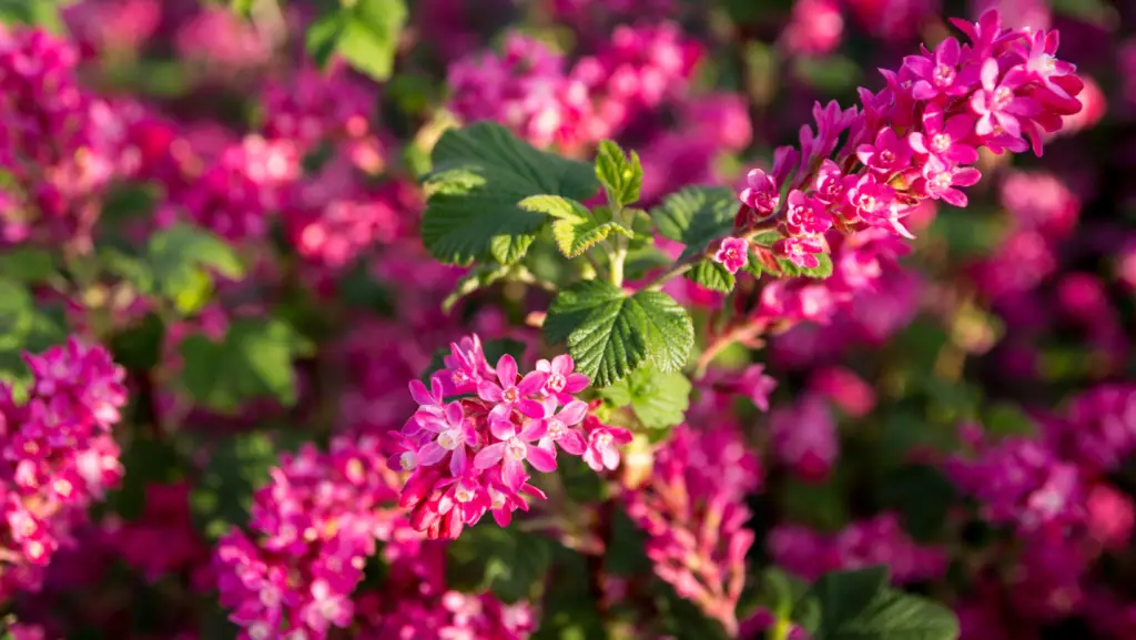 Closeup view of a flowering currant bush