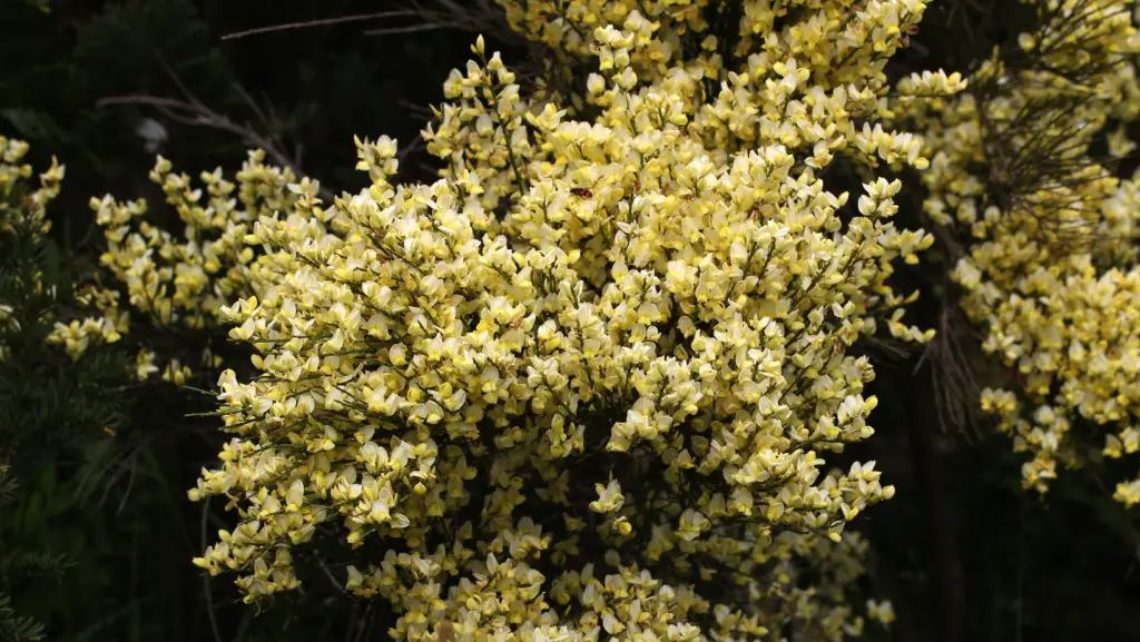 Zoom on broom plant flowers