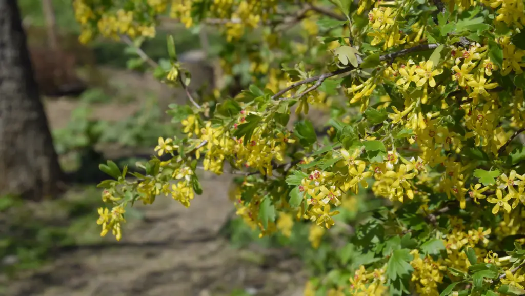 Flowering currant with golden flowers