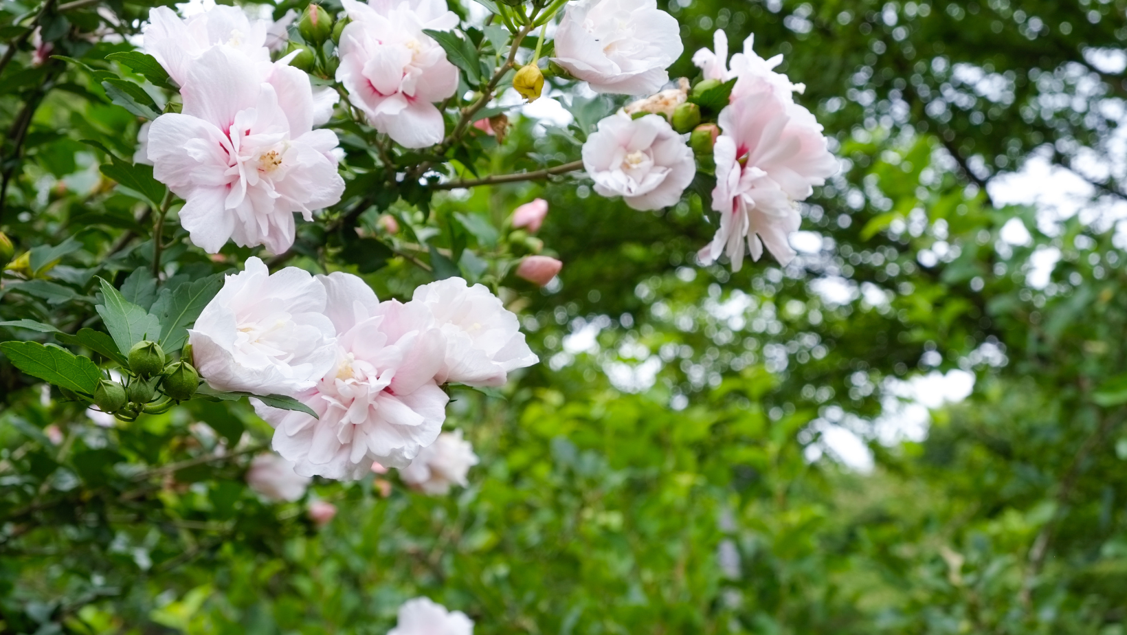 Hibiscus Everything About the Althea Plant, Rose of Sharon, or Rose of