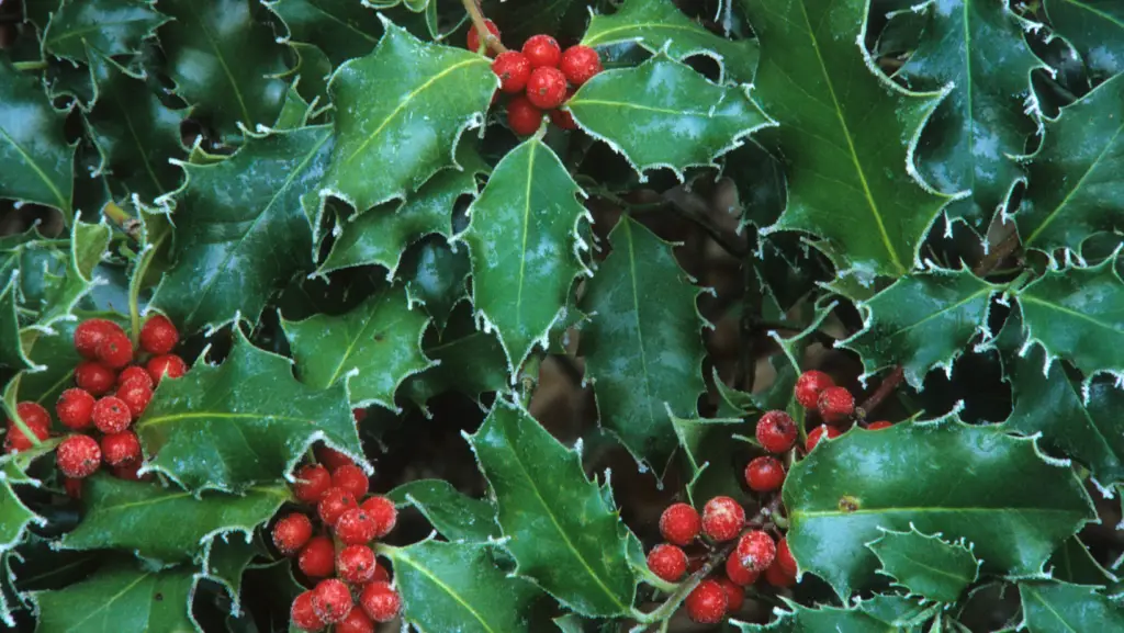 Close up view of holly berries